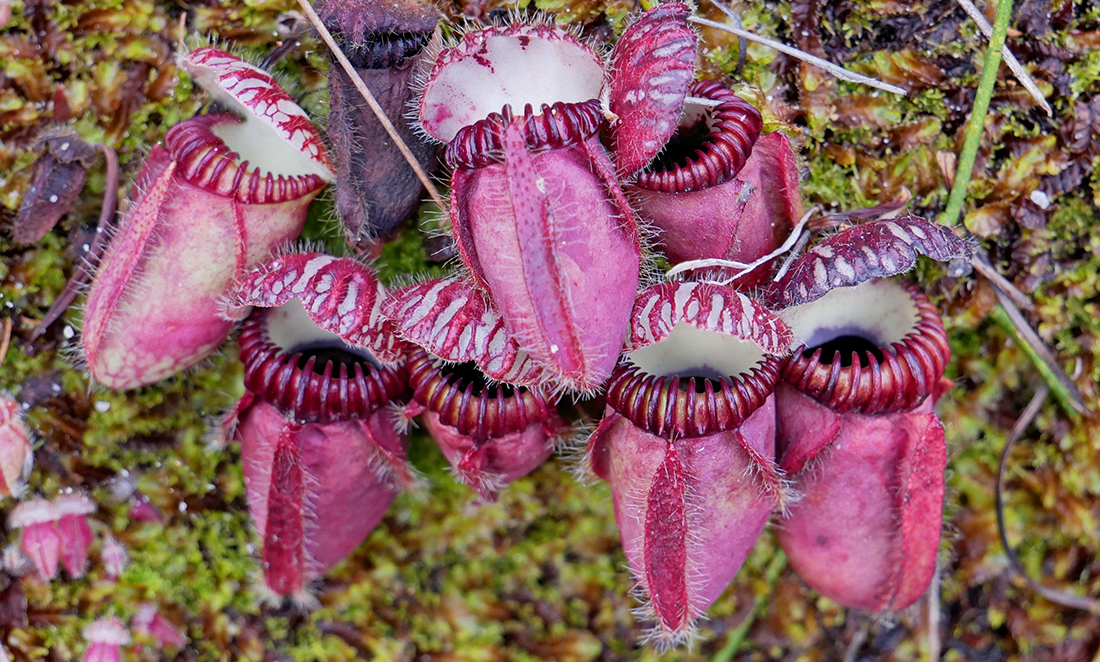 Bright pink carnivorous plant