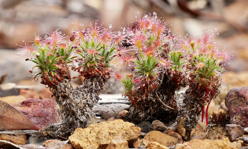 Poached pitchers: the need to protect our most predacious plants
