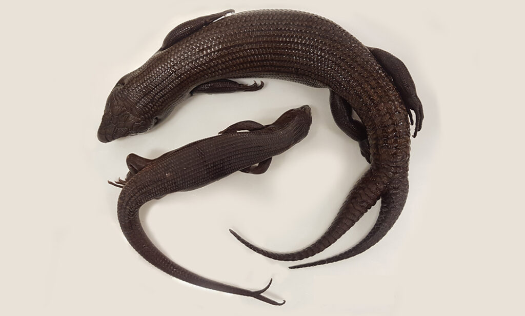 Two many tails: What happens when regeneration goes wrong?