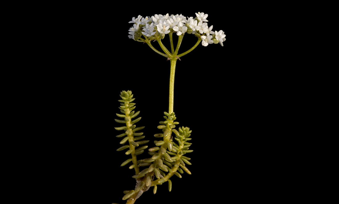 Closeup of the green stalk of a Platysace deflexa (youlk) plant topped by a cluster of small white flowers