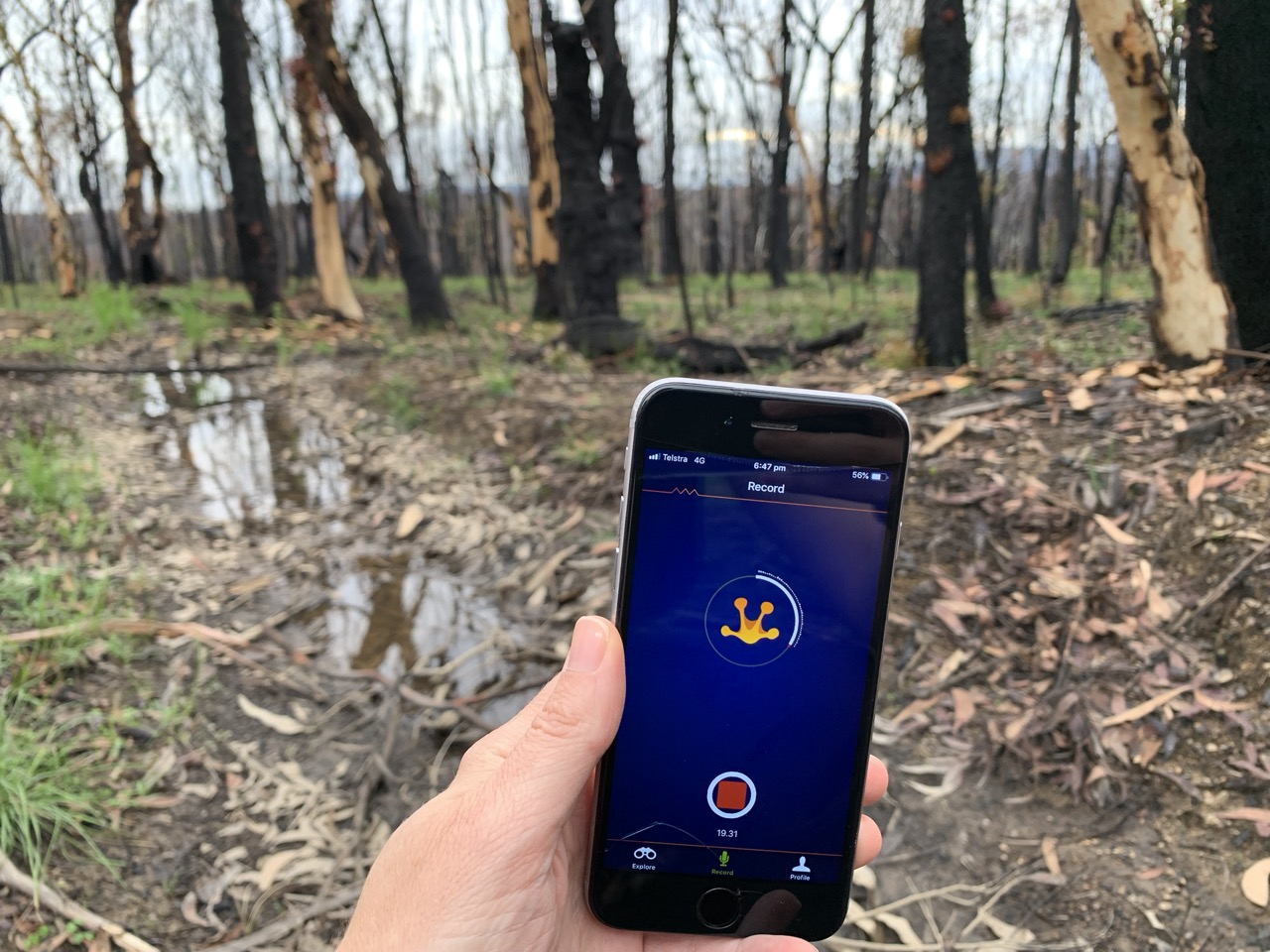FrogID app being used in Bilpin, NSW after the 'Black Summer' bushfires.