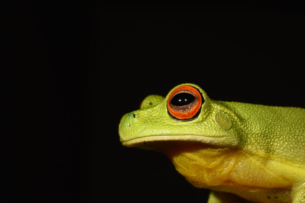 Amphabulous frogs face fire