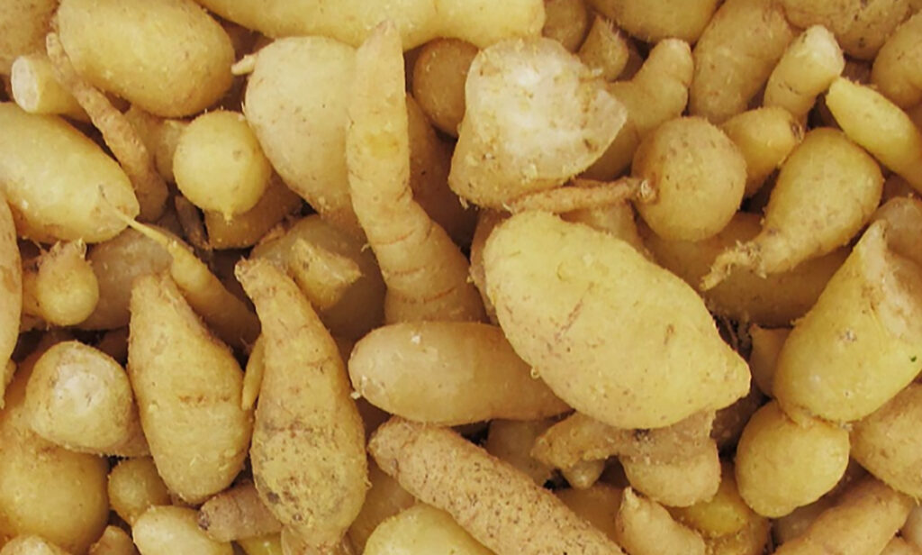 Meet the youlk: your new favourite Noongar veggie