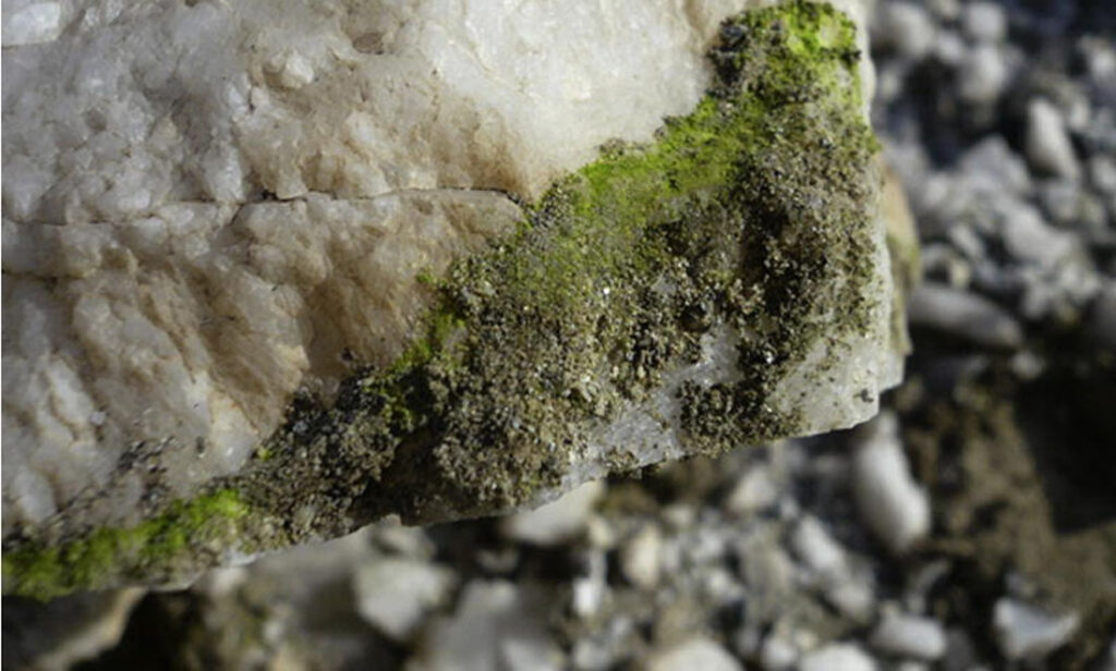 Life on an airless Earth