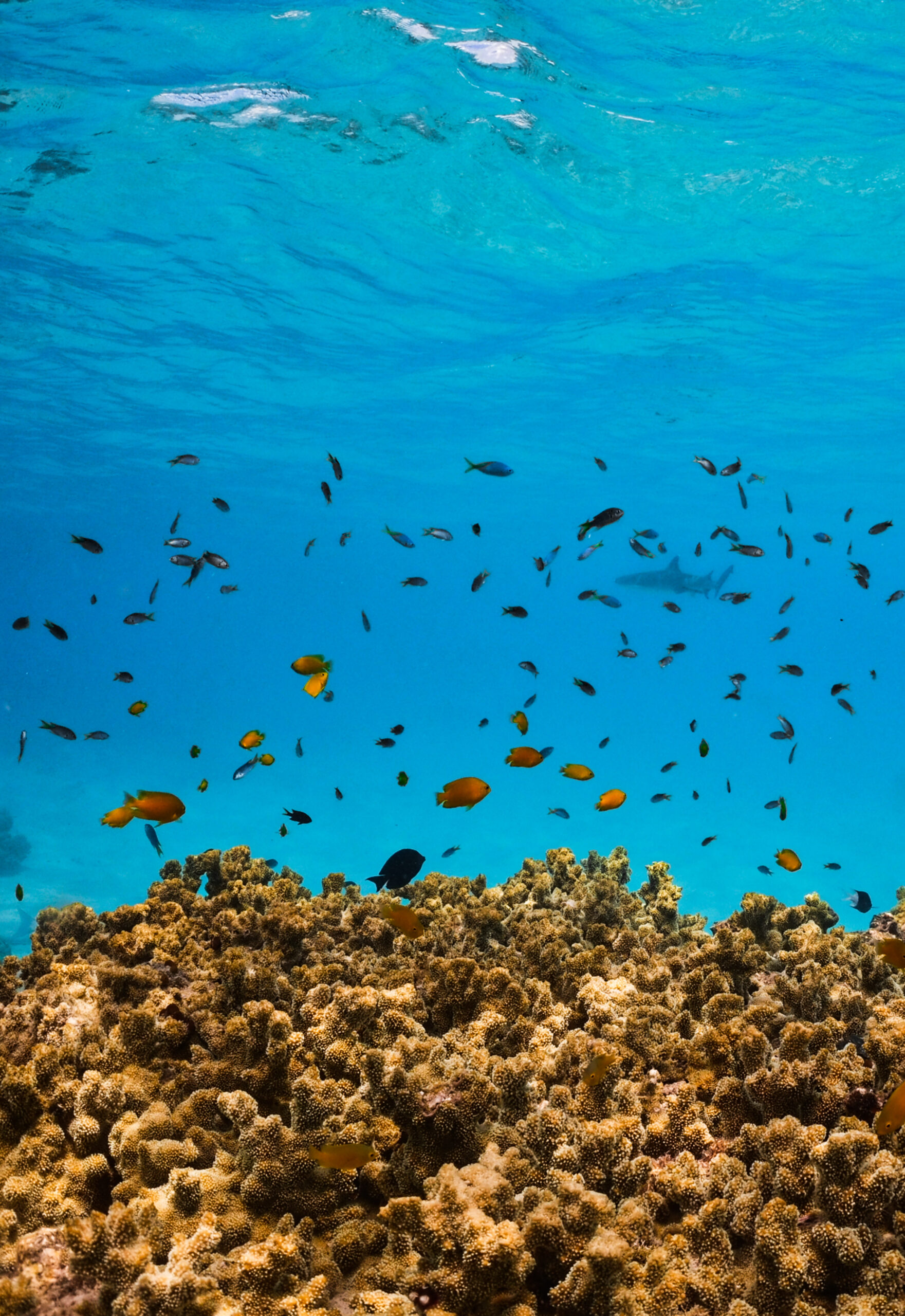 A school of fish above coral on the Great Barrier Reef