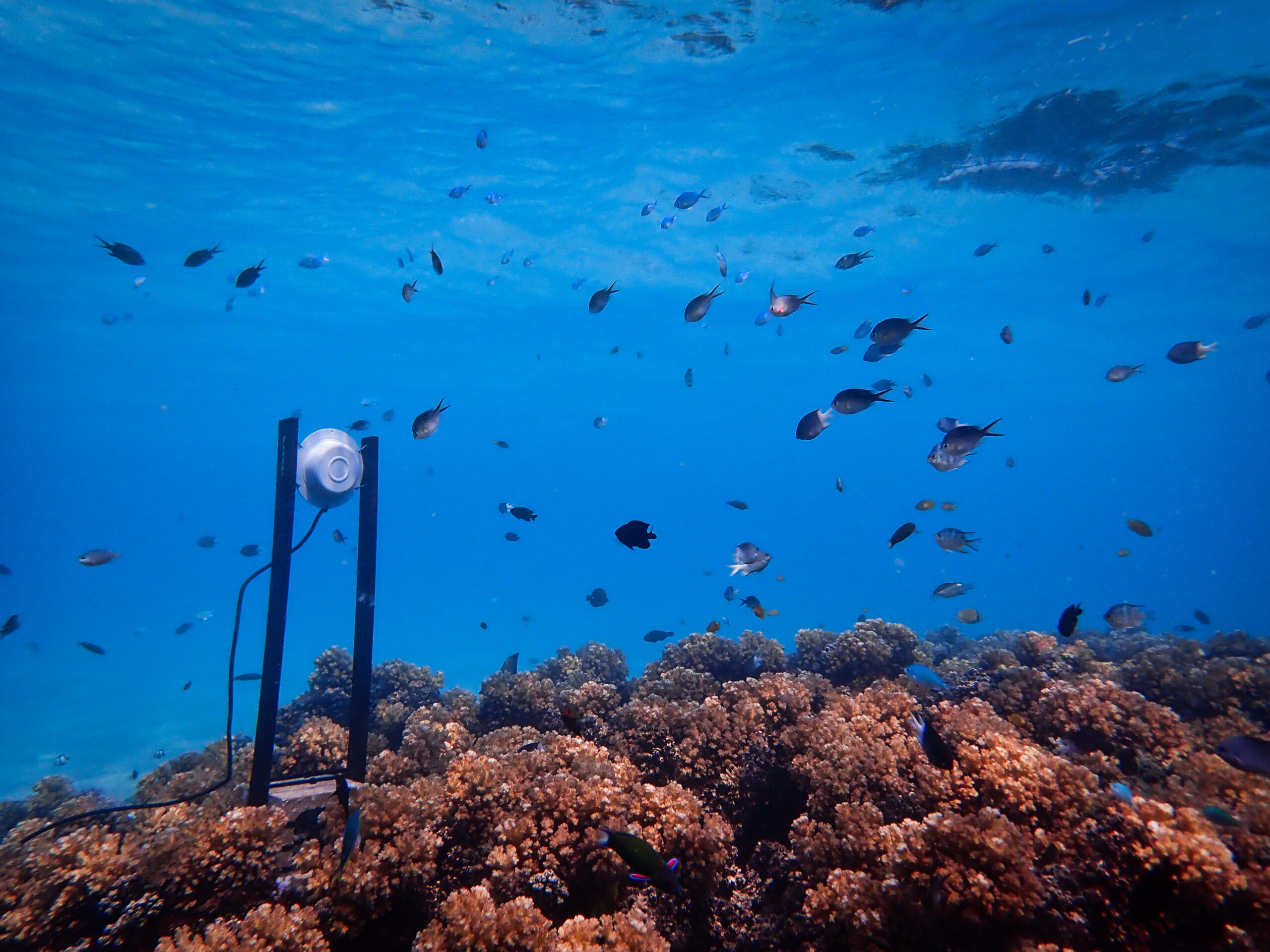 An underwater loudspeaker on a coral reef