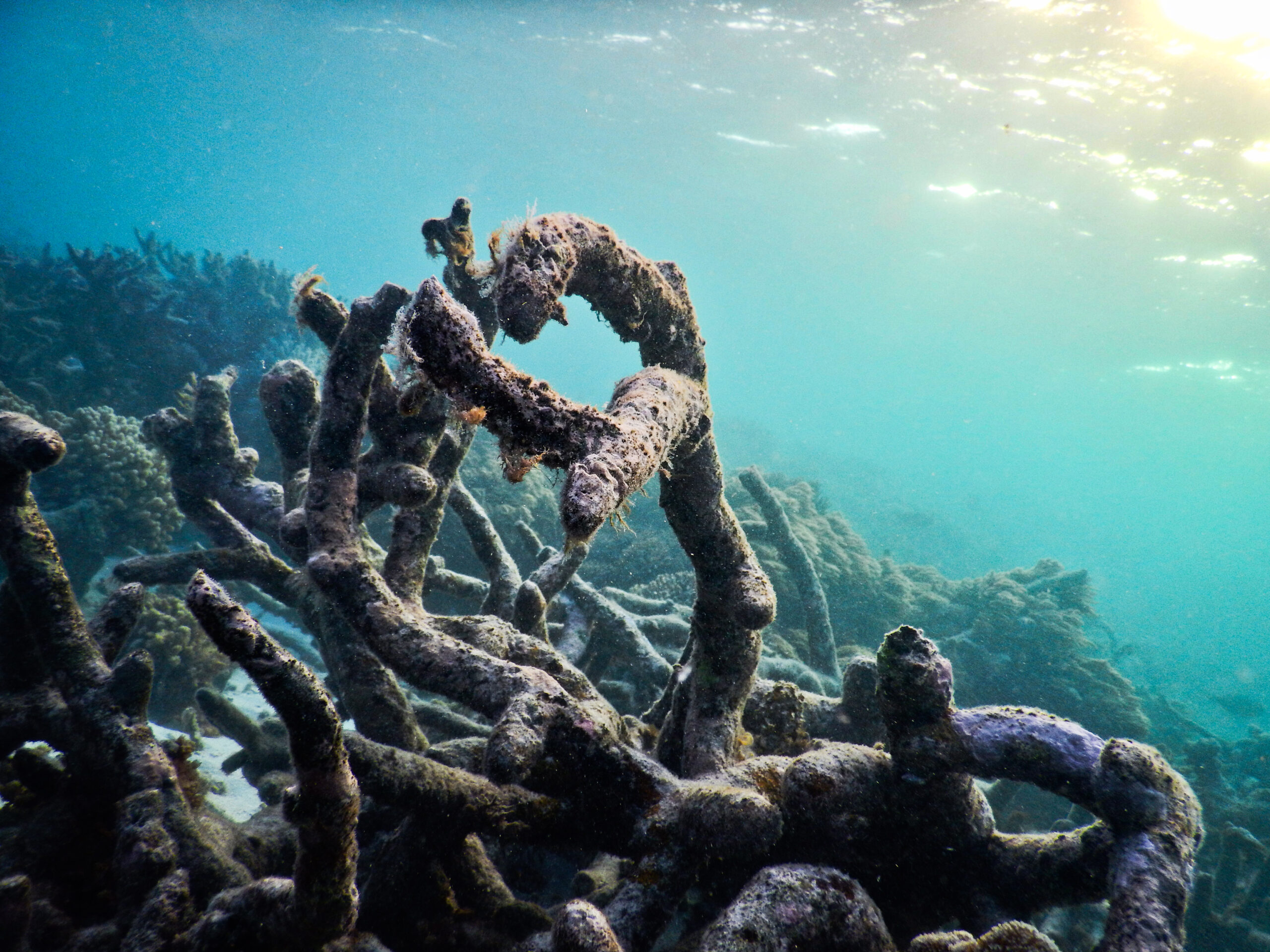 Dead coral rubble on the recently-damaged Great Barrier Reef