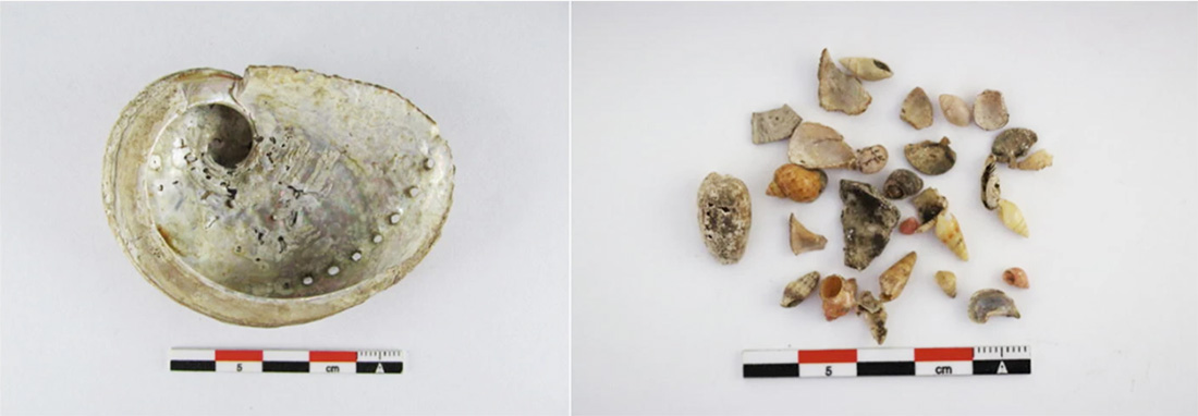 Comparison of one large shell and many smaller shells or shell fragments recovered from under floors at Ellensbrook