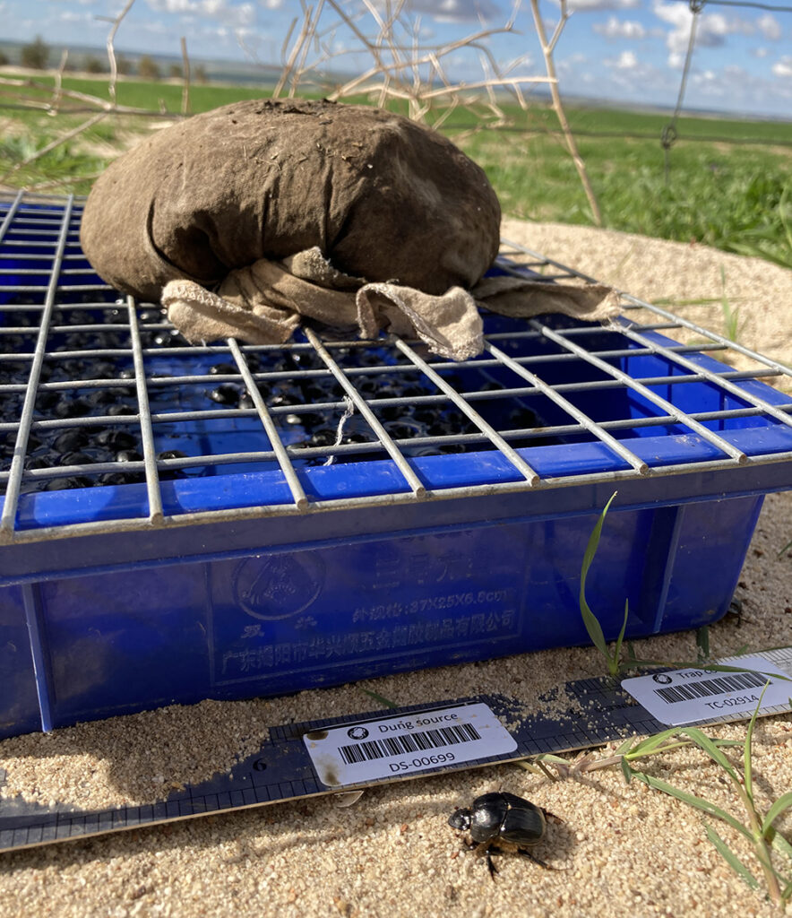 A dung beetle trap, which consists of a bag of cow poo and wire mesh placed over a glycerol tray. Beetles fall into the glycerol tray and are collected from here.