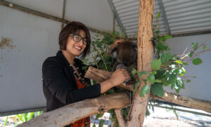 Climbing the koala’s family tree