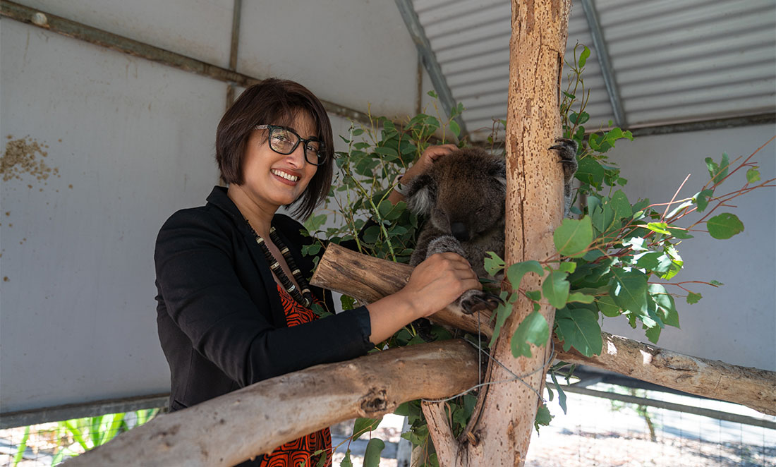 Climbing the koala’s family tree
