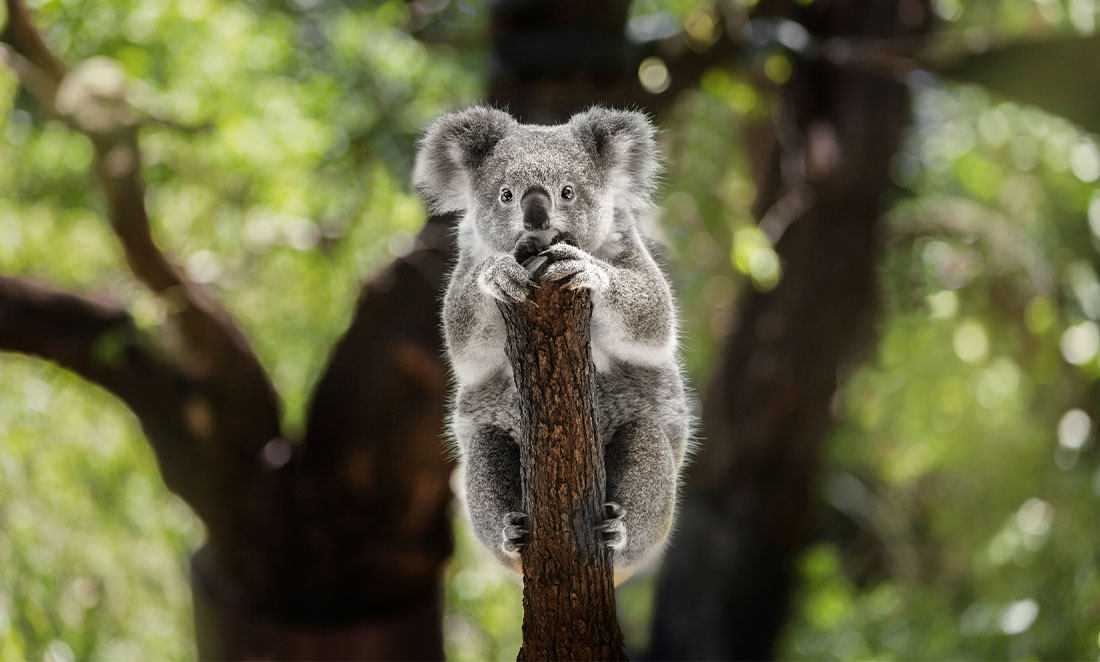 A koala perches alone on the end of an upright log, with eucalyptus trees visible in the background.