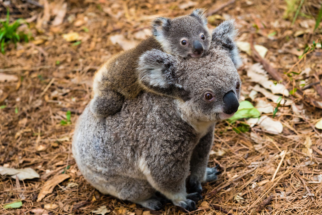 A koala on the forest floor, with a baby koala joey on its back.