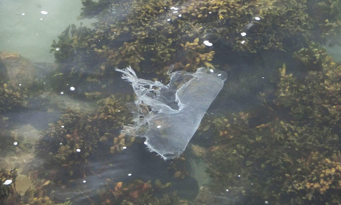 A single plastic bag floats in the ocean above sea grass