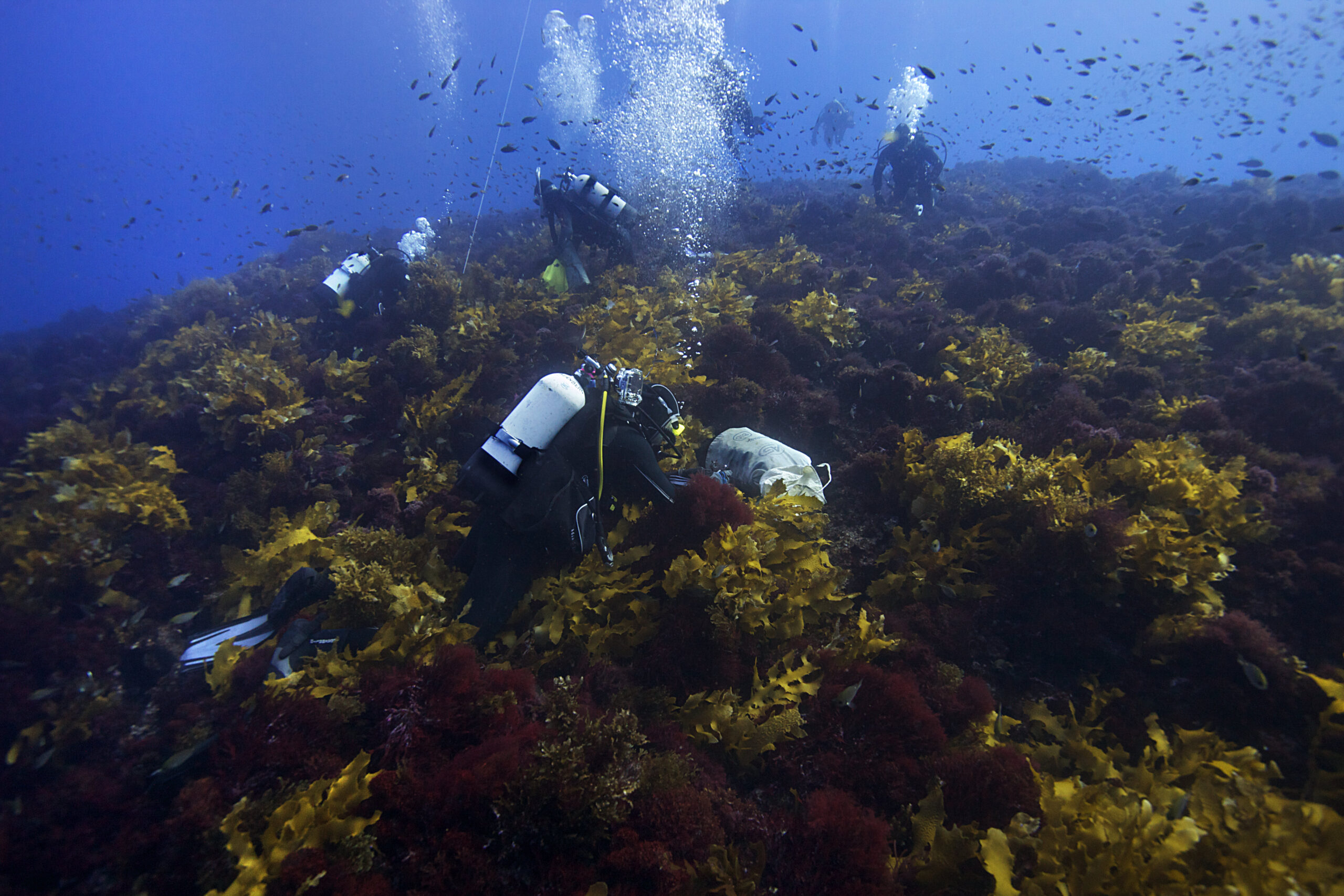 Researchers using SCUBA gear survey a kelp site