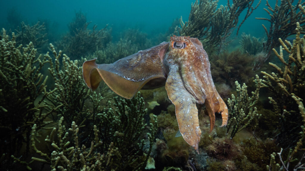 A cuttlefish floats above a patch of green seaweed.