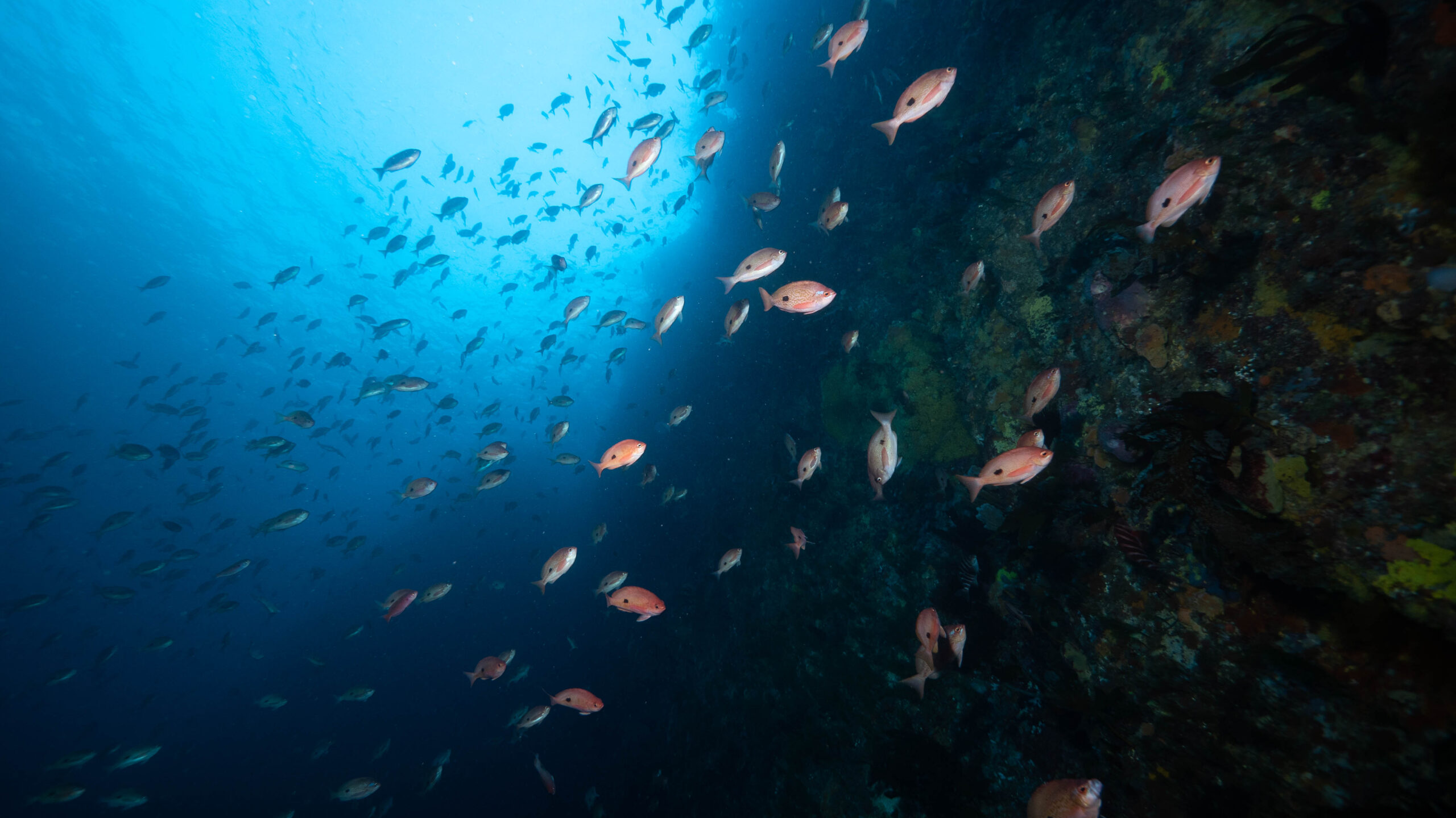 A weed and sponge encrusted rock wall wraps up and around a school of fish