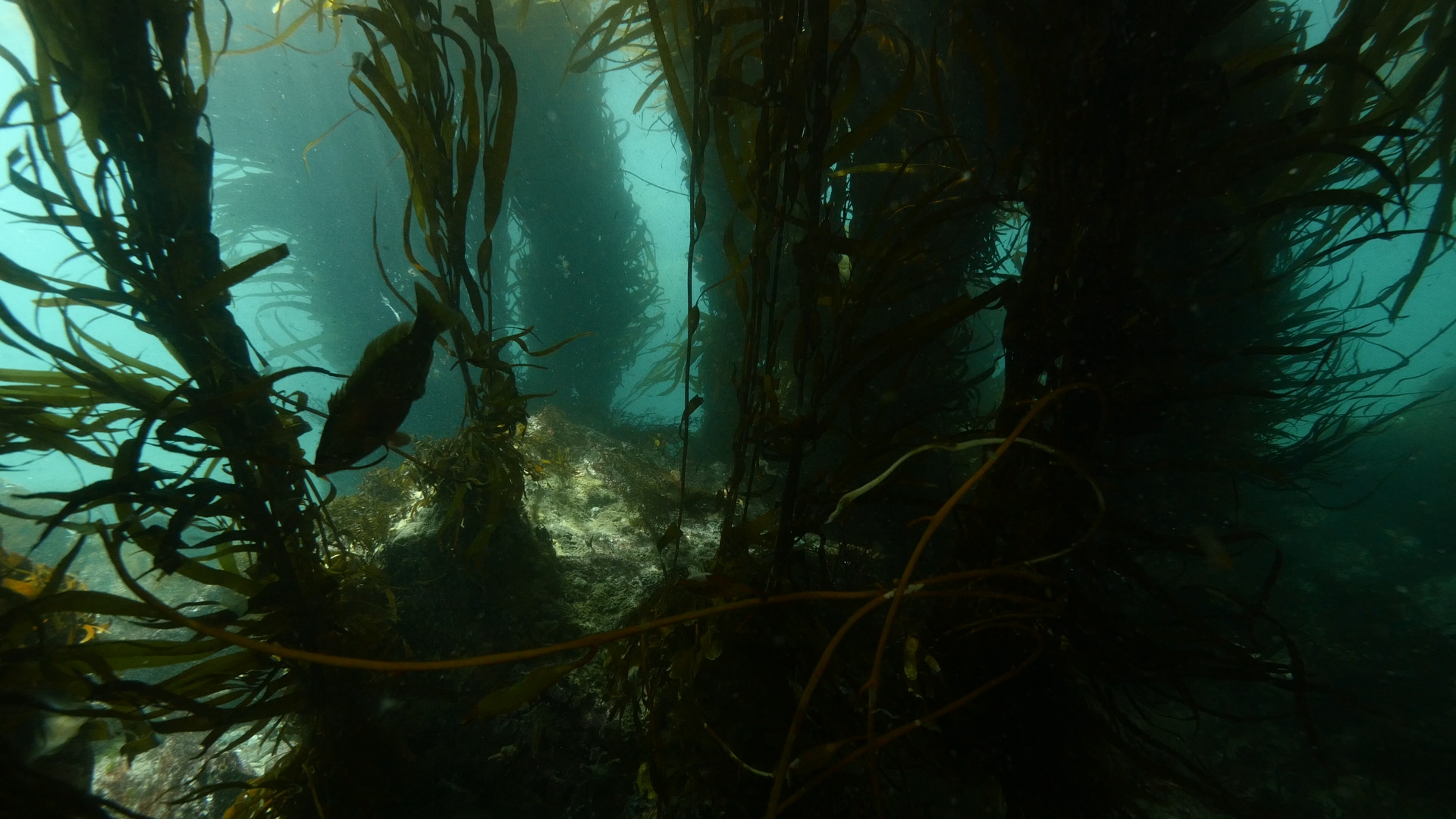 Underwater Understory: The south-west forest you’ve never heard of