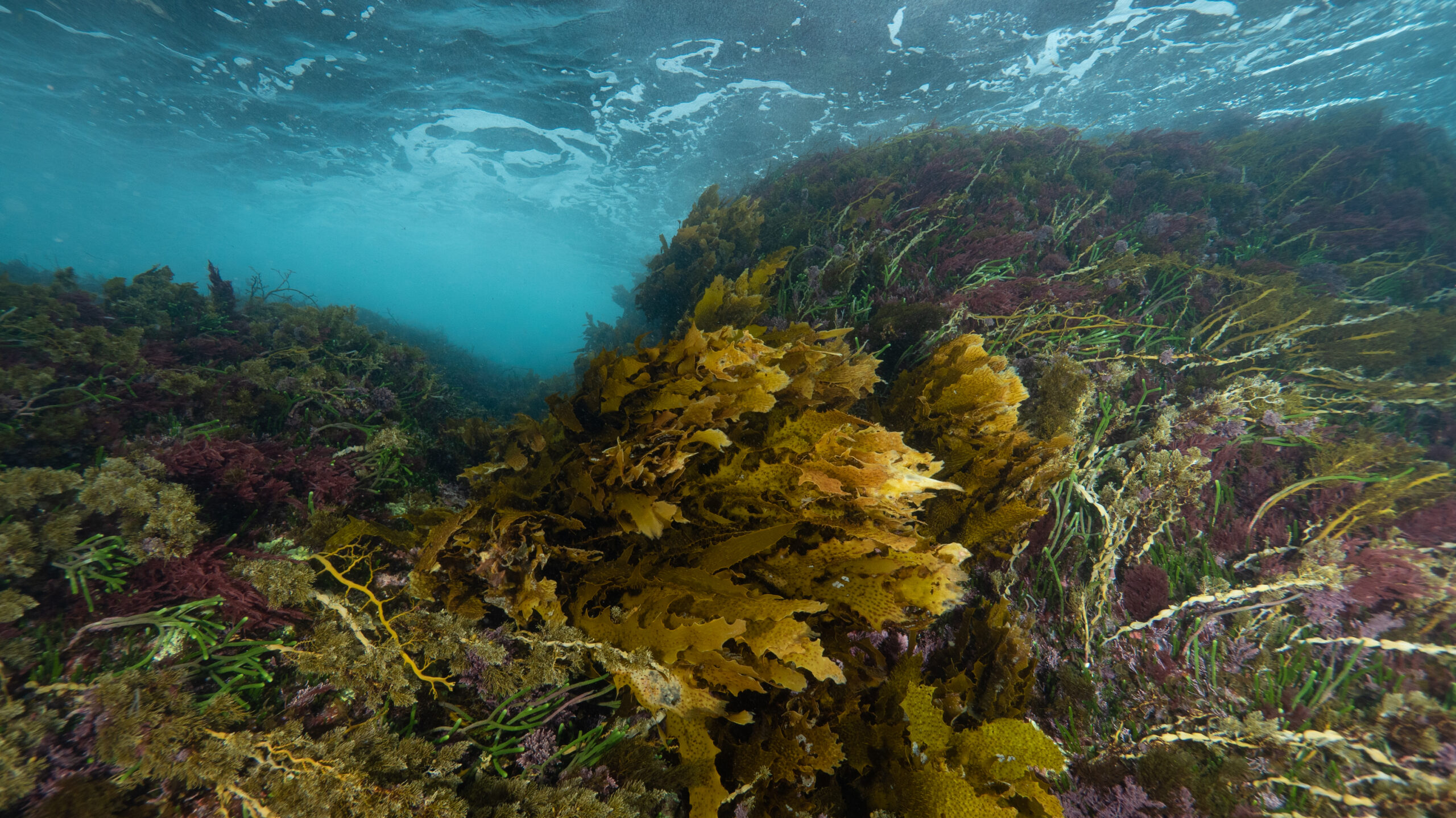 A forest of kelp waves in the current, with waves on the ocean's surface visible above.