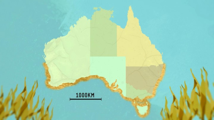 Map of the Great Southern Reef, stretching from Kalbarri, around past South Australia and Tasmania into New South Wales.