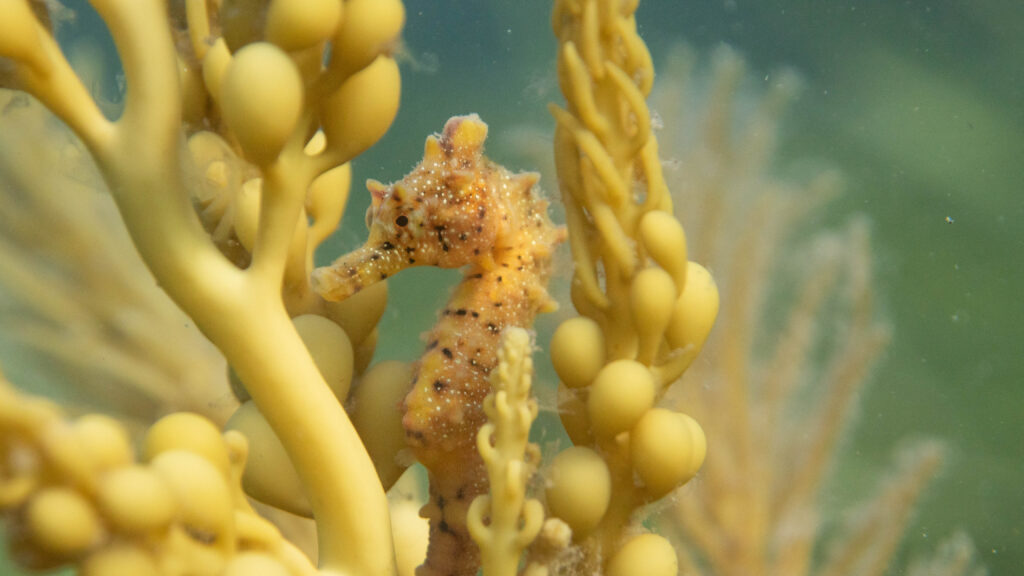 A seahorse nestles in a frond of seaweed
