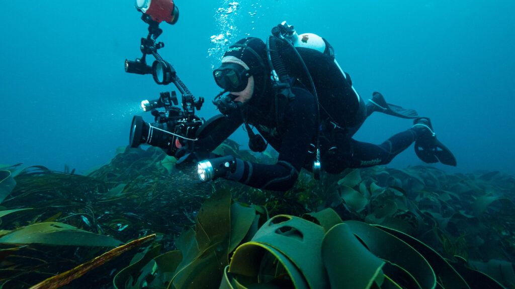 A diver works among the rocks and kelp strands of Australia's Great Southern Reef