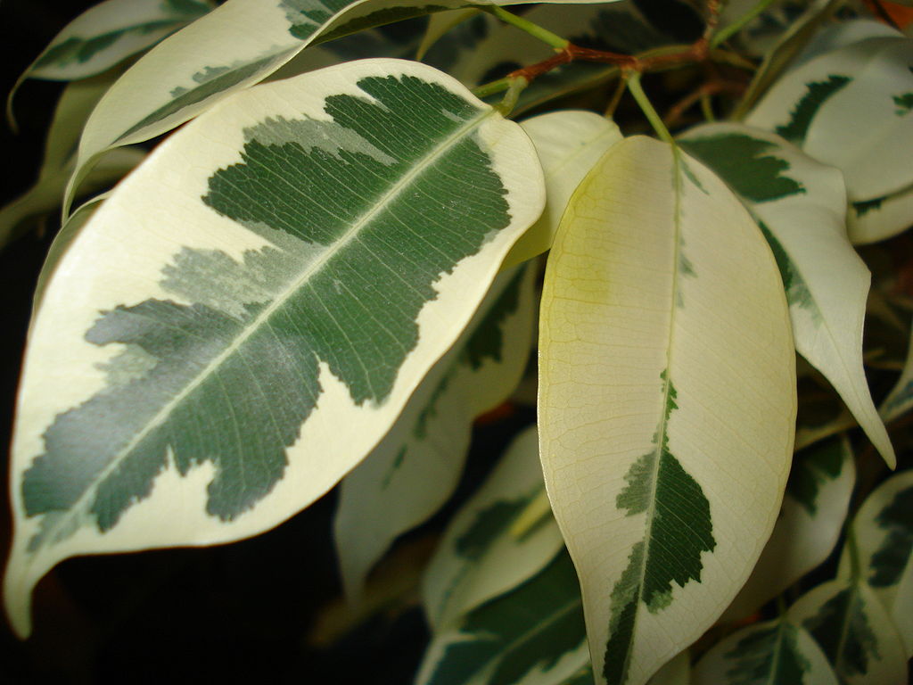 Ficus with chlorophyll-deficient cell zones, showing as deep green leaves with large cream-coloured patches