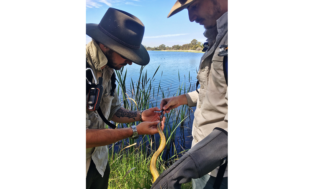 Damian Lettoof and Jari Cornelis inspect a tiger snake at a Perth lake