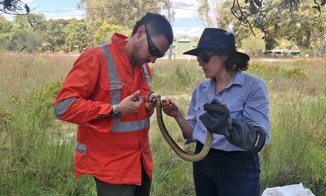 Damian Lettoof uses scissors to clip scles from a tiger snake, while Kady Grosser holds the snake. She is wearing large gloves.