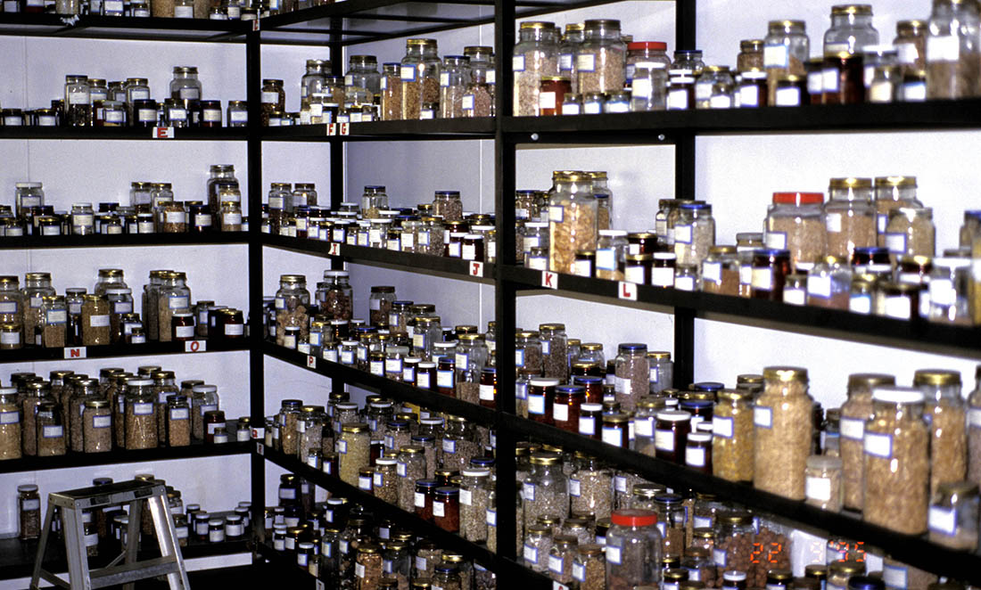 Rows of seeds stored in jars that made up part of the Kings park seed bank in the 1980s