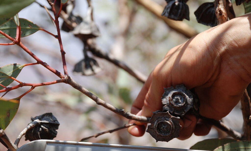 The wonderful world of seed banks