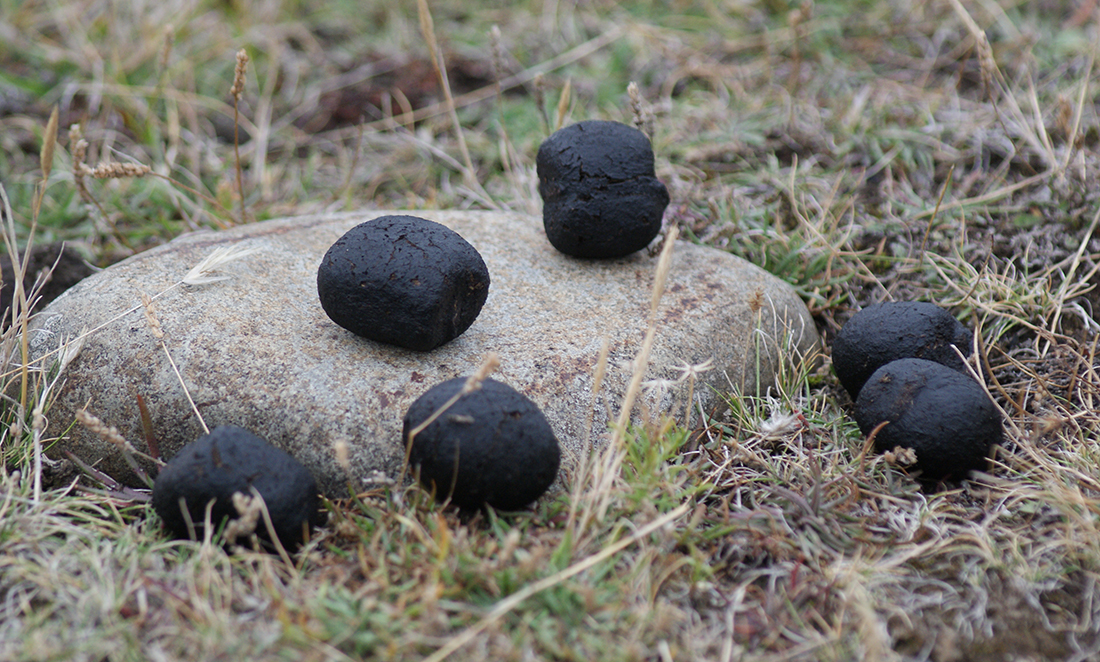 Cubed wombat poo sitting on a large, flat rock
