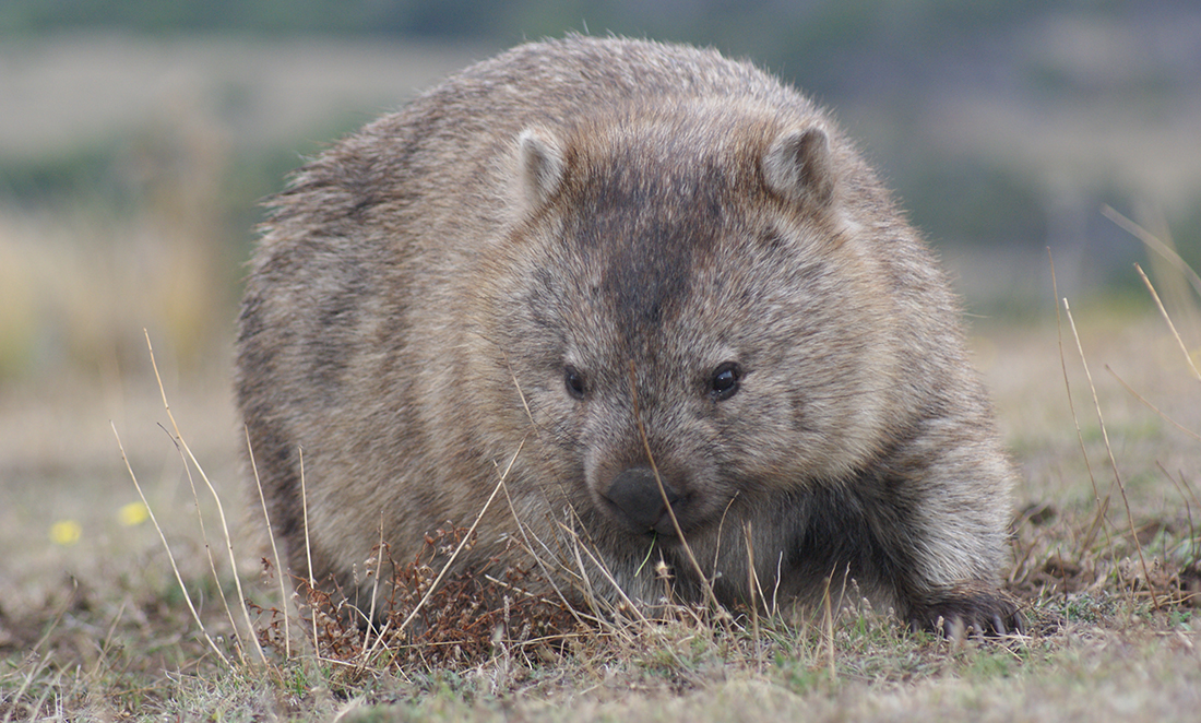 A large, grey common wombat