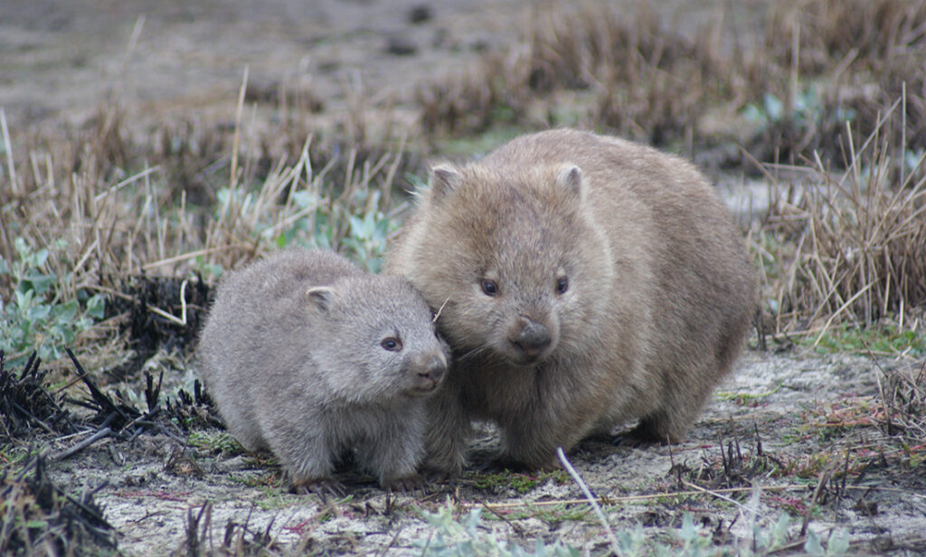 How wombats cube their poo