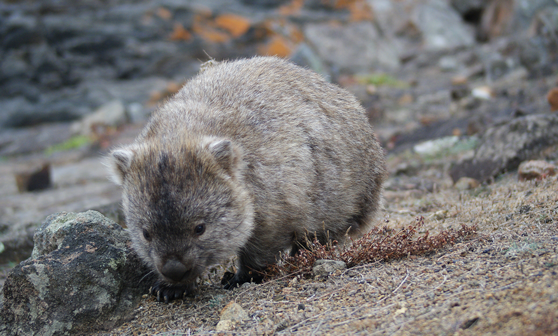 A grey common wombat looking at the ground
