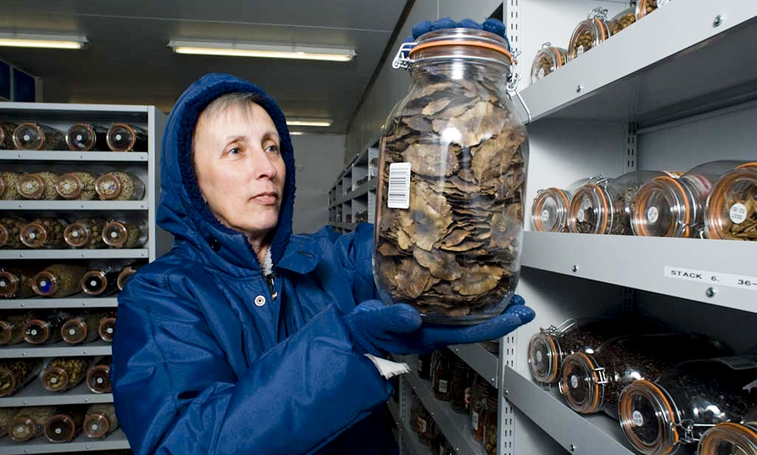A scientist wearing a blue hoodie inspects seeds in a jar stored in cold temperatures in a seed bank