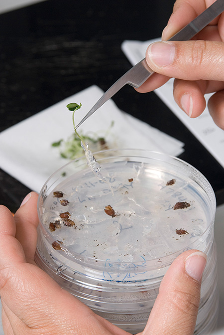 A person uses long tweezers to sort small seeds from a petrie dish