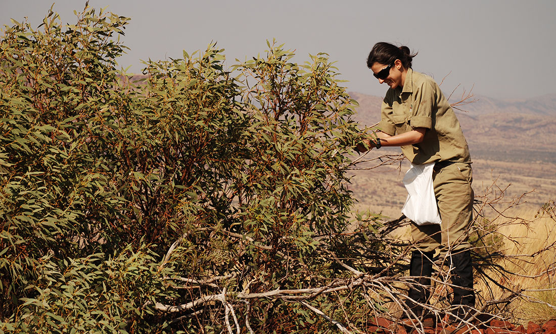 A female scientist collects seeds from a tree in the Pilbara in WA