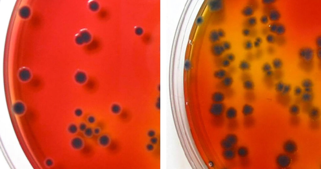 Bacteria breaking down mountains