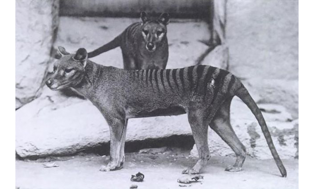 A black and white photo of two Tasmanian tigers, a male and a female, taken in 1902; they have distinctive stripey markings along their back and tail
