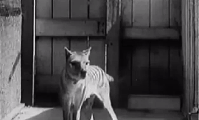 Footage from the early 1900s of a Tasmanian tiger