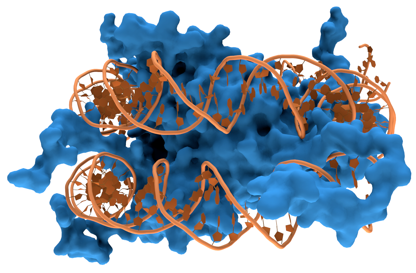 DNA, in orange, tied around a protein, in blue.