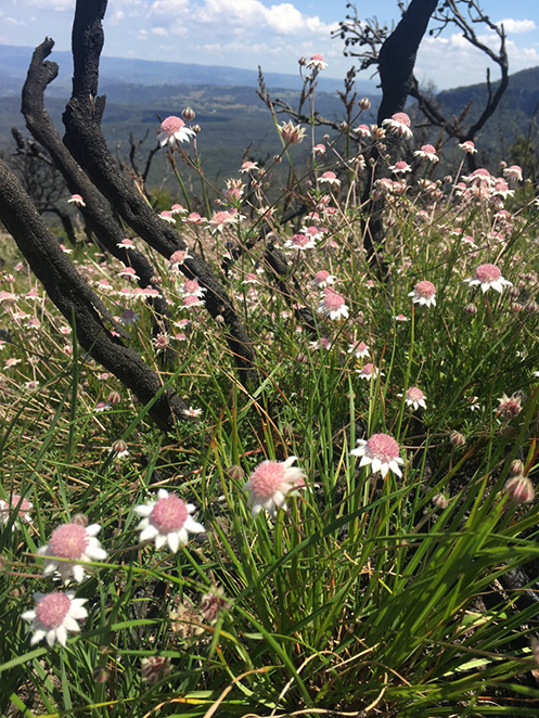 SMall flowers with a pink centre and small white peta;s growing amongst burnt bushland