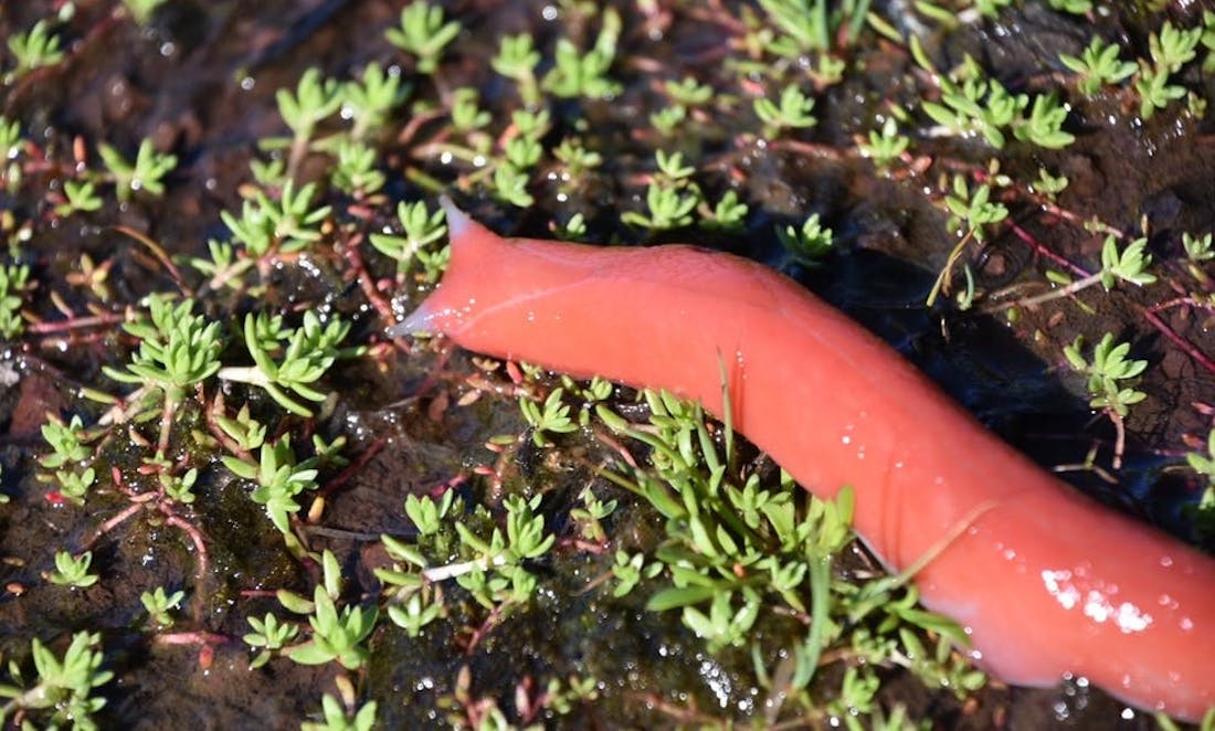 Mount Kaputar pink slug, found only on the slopes of Mount Kaputar, NSW