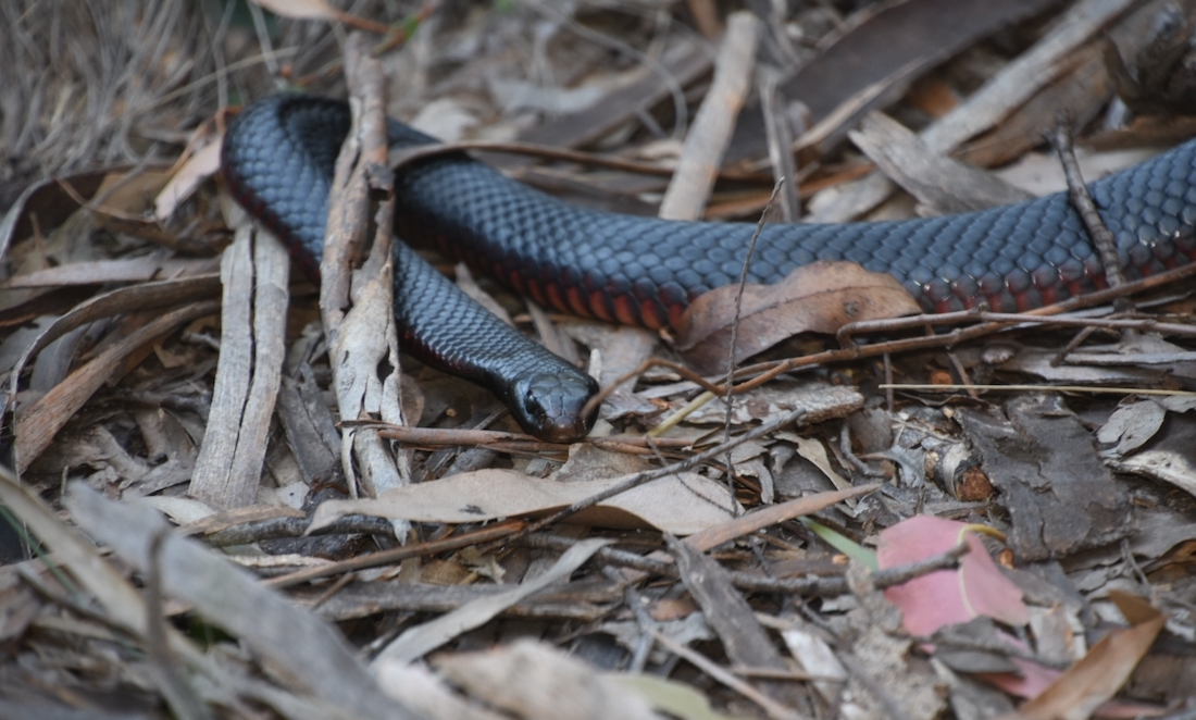 Red-bellied black snake at Mount Kaputar, NSW - it has shiny, black scales and slithers amongst tree mulch