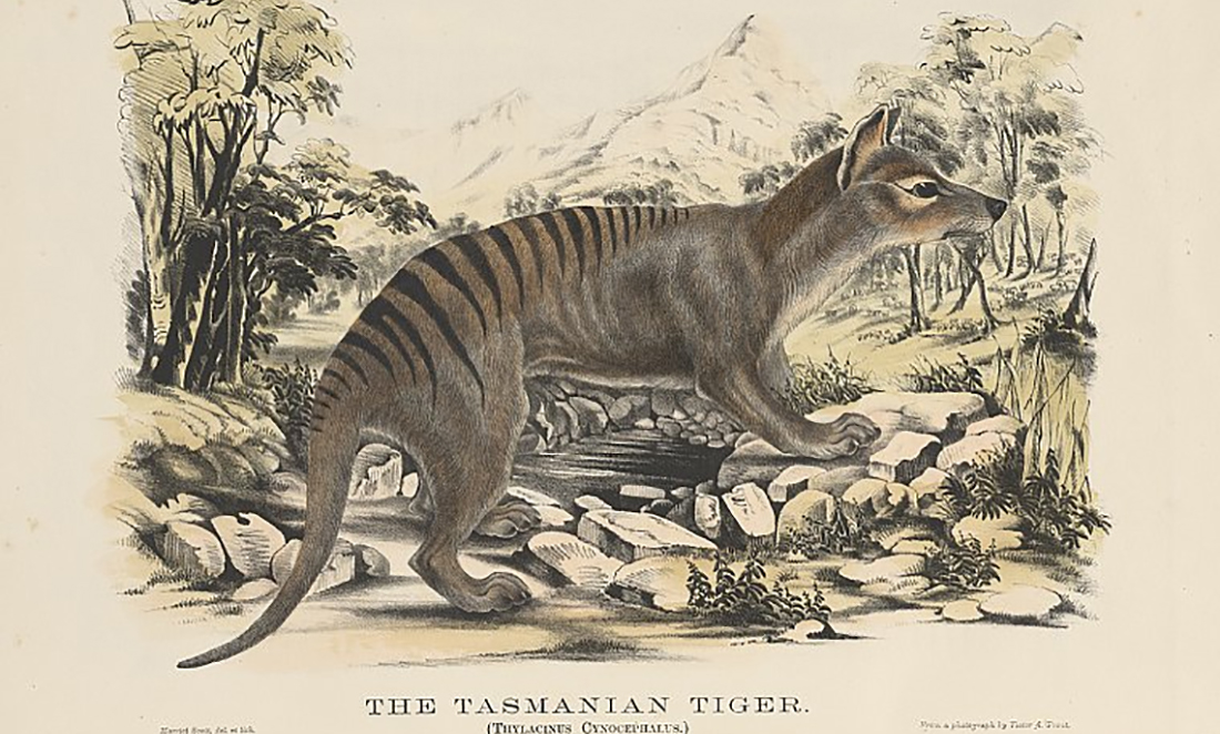 The ongoing mystery of the Tasmanian tiger
