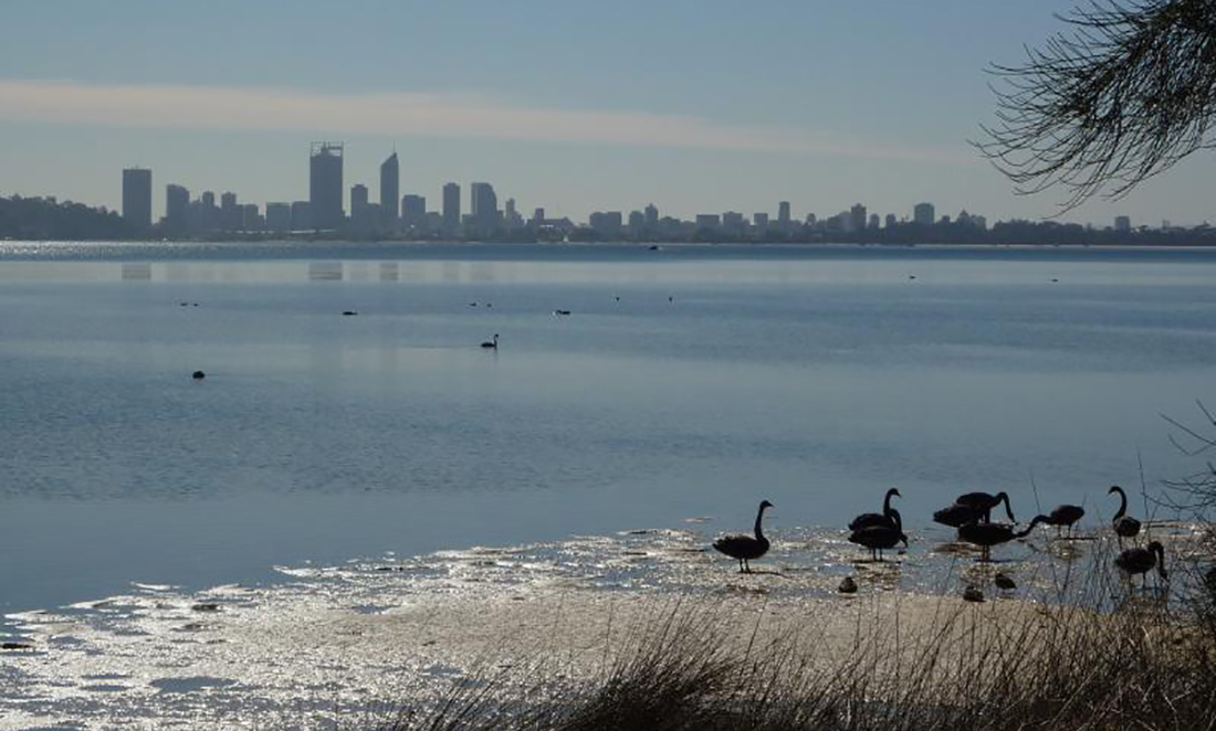 A view of the Perth city skyline in the far distance, looking across the Swan River. Four black swans swim in the foreground.