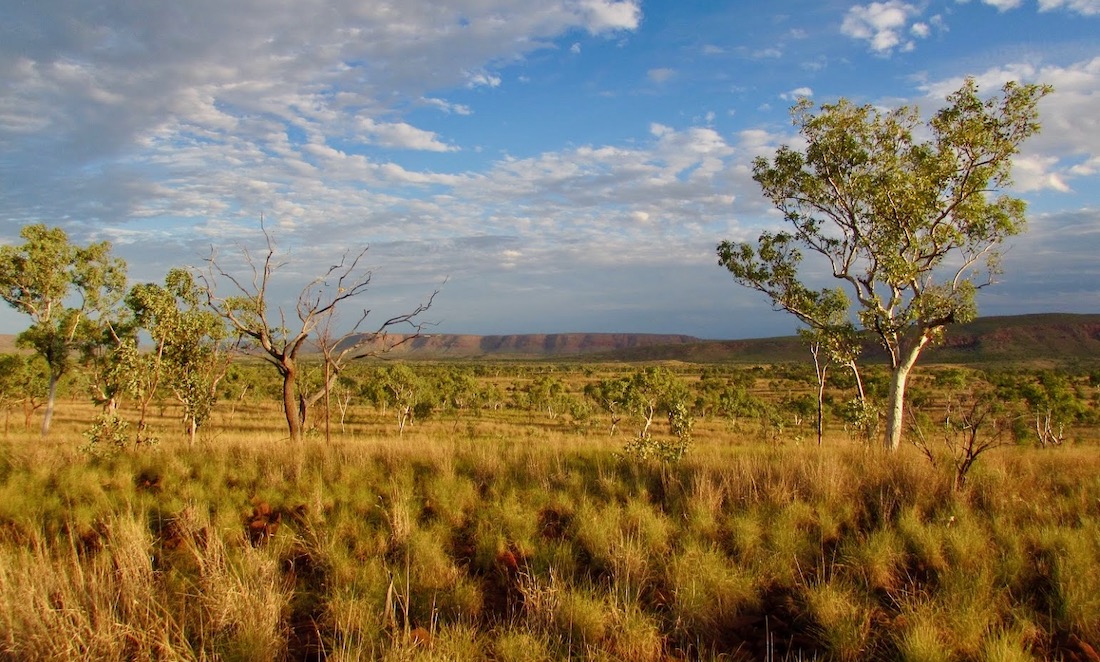 Low bushes and the occasional tall tree dot the Mornington sanctuary