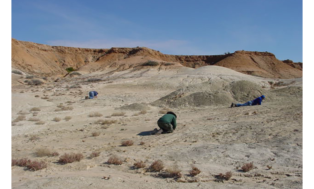 Three palaeontologists lying on sandy, rocky terrain at Etadunna Station in South Australia