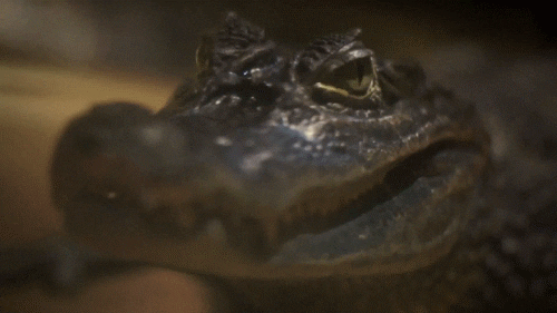 A video gif showing a closeup of a crocodile's face as it slowly winks with one eye